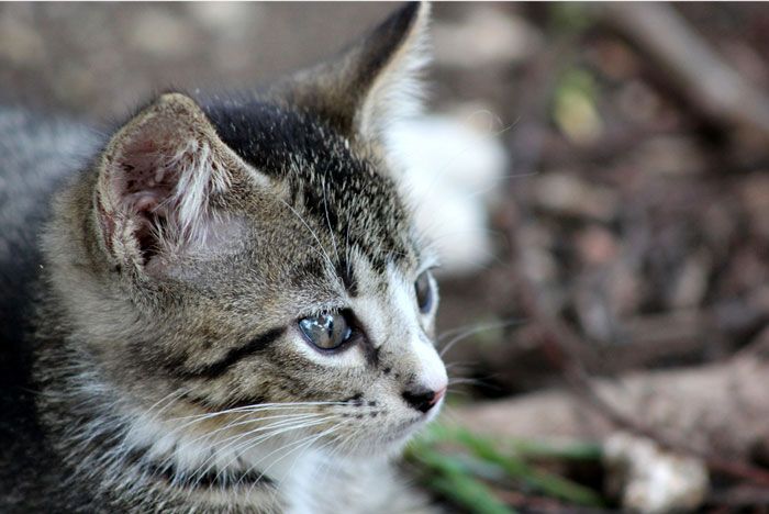 gatos diabetes pets clinica veterinaria vitoria gasteiz