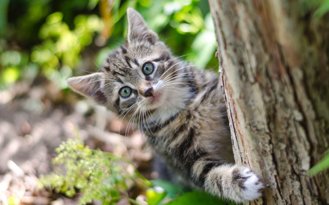 comportamiento de los gatos clinica veterinaria pets vitoria gasteiz