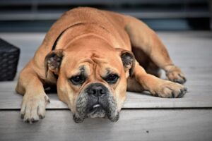 alimentacion sana para perros clinica veterinaria pets vitoria gasteiz