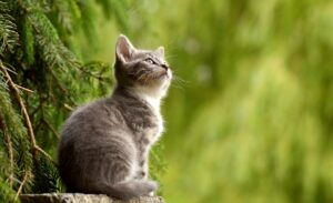 gatos comportamiento pets clinica veterinaria vitoria gasteiz