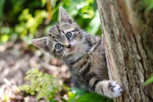 asi es el caracter de los gatos clinica veterinaria pets vitoria gasteiz