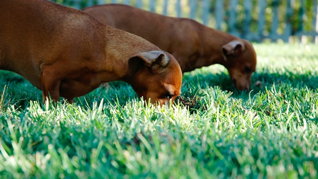 Perros que se alimentan de hierba.