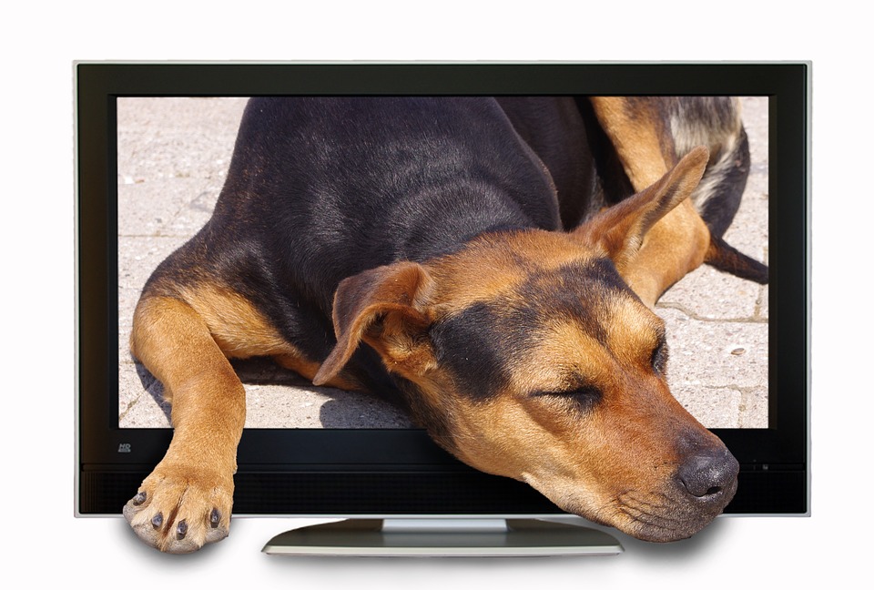 ¿Ven la televisión los perros?